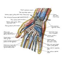Image result for Hand Anatomy