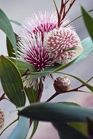 Hakea Laurina Pin Cushion Hakea Fleurs Australiennes Idees De Jardin Fleur Fleurs Sauvages