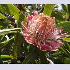 Pdf Medicinal Plant Images 8 4