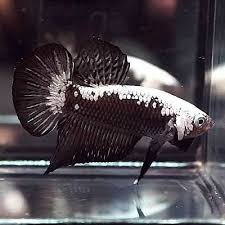 Black samurai betta fish breeding. Pin On Beautiful Betta Fish