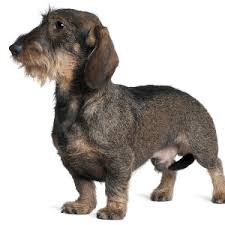 Any sort of soft hair in the outercoat, wherever found on the body, especially on the top of the head, is a fault. Wirehaired Dachshund Facts Wisdom Panel Dog Breeds