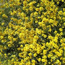 Blooms yellow flowers in spring and fall. Wildflowers Grand Canyon National Park U S National Park Service