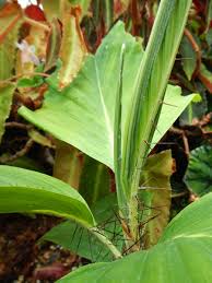 Image result for Aiphanes horrida