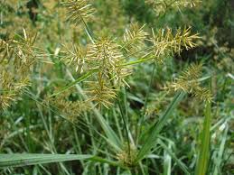 Image result for Cyperus distans
