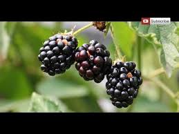 The 20 Healthiest Fruits On The Planet Healthy Soup Recipes Food Garden Fruit