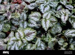 Image result for Lamium galeobdolon