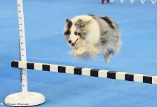 Obedience Run-Thru