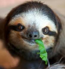 Sloths are generally considered to be exotic pets and this means that potential owners may have to meet certain conditions and obtain special licenses or permits. Pet Sloth Legality Feeding And Housing Introduction Pethelpful By Fellow Animal Lovers And Experts