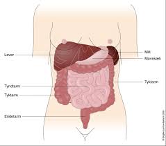 Mønsteret varierer fra person til. Irritabel Tyktarm Ibs Colon Irritabile Hvad Er Det Og Lider Du Af Det