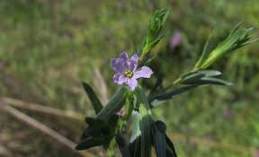 Image result for Hionanthera