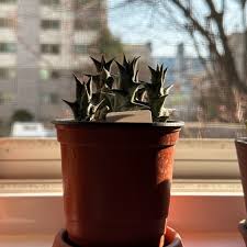 Image result for Orbea melanantha