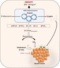 Which means that weight gain, in particular, is a risk factor for postmenopausal breast cancer, since more fat cells mean more estrogen. Updating The Role Of Obesity And Cholesterol In Breast Cancer Breast Cancer Research Full Text