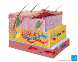 Image result for Sebaceous Gland