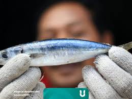Sekarang para nelayan bingung mau menangkap ikan dengan media apa karena juga mereka tidak tahu media apa yang boleh digunakan mengingat pukat harimau kini sudah dilarang penggunaannya. Mengenal Alat Tangkap Dan Jenis Ikan Yang Dihasilkan Kumparan Com