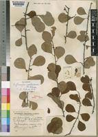 Image result for Erythroxylum zambesiacum