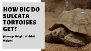 Read online books for free new release and bestseller How Big Do Sulcata Tortoises Get Average Height Width Weight