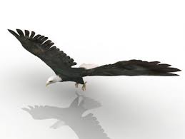 Pin On Birds Free 3d Models