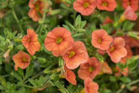 Image result for calibrachoa million bells