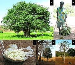 Check spelling or type a new query. A The Vital Baobab Tree In The Kadugli District B Baobab Fruit Download Scientific Diagram