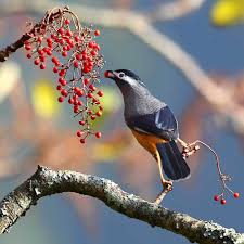 Birds Of Taiwan Brilliant Birds Photography By Chen Chengguang Photography Birdsofinstagram Y Bird Photography Pet Portraits Photography Animal Photography