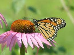 Maybe you would like to learn more about one of these? 20 Plants And Flowers To Include In Your Zone 5 Garden Dengarden