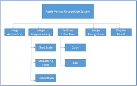 Structure Chart Of Apple Classification System Download