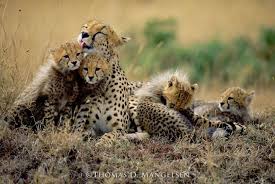 Bathtime In Maasailand By Tom Mangelsen Cheetahs Wildlife Photography Animal Paintings