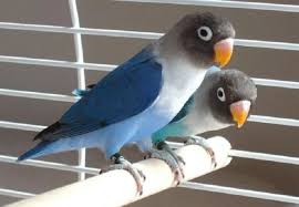 Halaman Unduh untuk file Burung Lovebird Biru yang ke 26