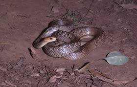 snakes of south east queensland environment department