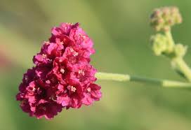 Image result for Boerhavia coccinea