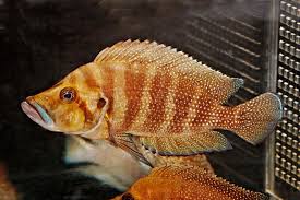 Altolamprologus Compressiceps Akvaryum