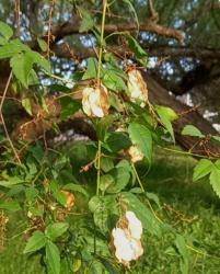 Image result for Cardiospermum grandiflorum