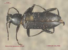 Image result for Nicolasia stenoptera