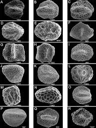 Image result for Agathisanthemum globosum