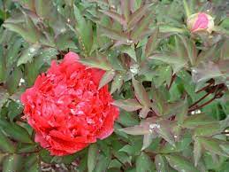 Maybe you would like to learn more about one of these? Watkins Garden Center Landscaping Landscape Hudson Falls Ny Poststar Com