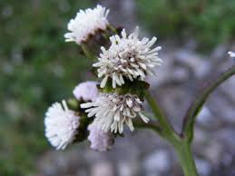 Image result for Adenostemma