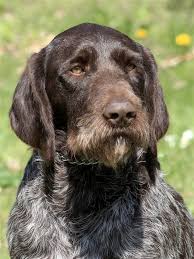 Image result for německý ohař drátosrstý stavba těla