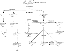 Figure 1 From Overview Prostaglandins Antidiuretic Hormone