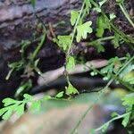 Image result for Asplenium sandersonii