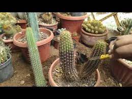 Les cactus attirent en général les jardiniers en herbe en raison de leur variété et de leur facilité de culture. La Pourriture Du Cactus Youtube