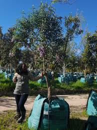 Image result for Buddleja salviifolia