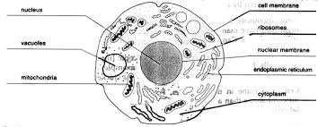 02 April 2002 It helps control eating, movement, and reproduction. 02 april 2002