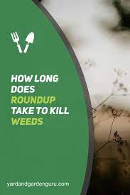 Roundup (glyphosate) can be stored for about 4 years in it's original container on the shelf. How Long Does Roundup Take To Kill Weeds