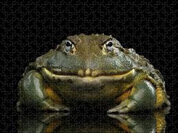 Image result for Pycreus africanus