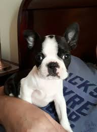 4 things to know about boston terrier puppies. Boston Terrier Puppies Craigslist Pets Lovers