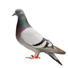A codon in rna is a set of three nucleotides. Pigeon Definition And Meaning Collins English Dictionary