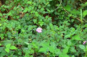 Image result for Dissotis