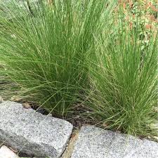 Deschampsia cespitosa, commonly known as tufted hairgrass or tussock grass, 1 is a perennial tufted plant in the grass family poaceae. Deschampsia Cespitosa Tufted Hair Grass Uploaded By Bensgarden