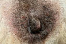 Image result for scrotum dog skin peeling