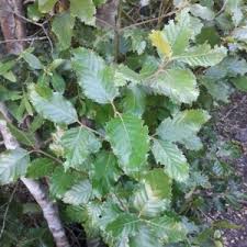 Image result for Acacia schweinfurthii